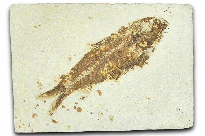 Detailed Fossil Fish (Knightia) - Wyoming #367437